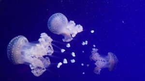 Что я думаю о своих стихах (из моего архива)