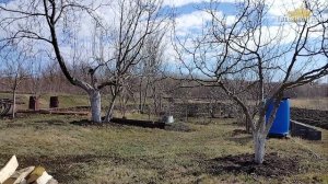 Весеннее видео: первые цветочки; пересадка крыжовника; пролет гусей; гоняю голубей и привет от кота)