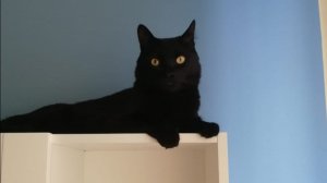 Я рассказал коту