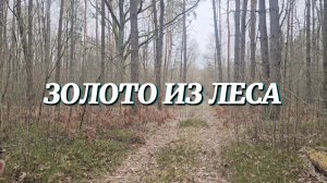 ЗОЛОТО ИЗ ЛЕСА: ИЩЕМ СЕКРЕТНОЕ УДОБРЕНИЕ, О КОТОРОМ МОЛЧАТ ДАЧНИКИ! ПЧЁЛЫ, ОГОРОД И ЛЕСНЫЕ НАХОДКИ.