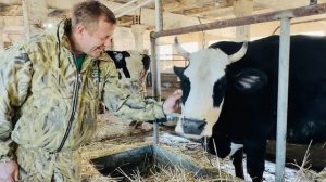 У нас родился ПЕРВЫЙ ТЕЛЕНОК Мартин и надоили ПЕРВОЕ МОЛОКО!!!