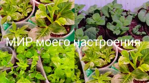 29.03.26 Проверяем черенки цветов, результаты разные.