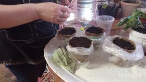 //183// Посадила огурцы, кабачки .Вечерняя прогулка.