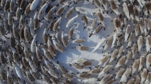 Как проходит корализация оленей в Якутии?