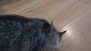 утро с басиками