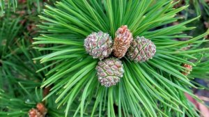 Так цветут хвойные - ель, кедр, сосна