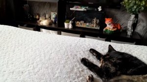 КАПРИЗУЛЬКА- МАНЮНЬКА 🐈😁😍