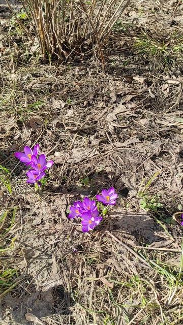 Первые цветы. #лайфкоуч #энергия #жизньвкайф #магияновоговремени