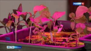 Садоводам рассказали, как не ошибиться с выбором саженцев и семян