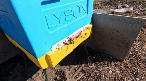 Пчёлы 2026-03-30 - часть 5