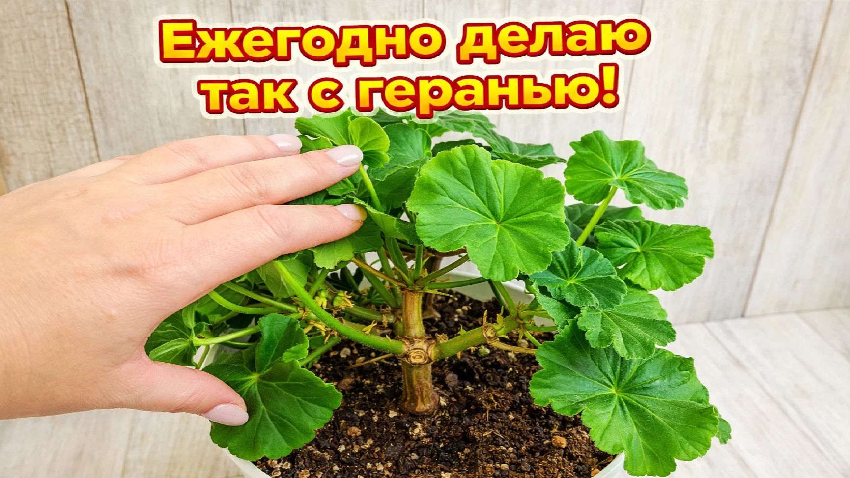 Сделай с ГЕРАНЬЮ ВЕСНОЙ ТАК, чтобы герань цвела все лето пышным шаром!