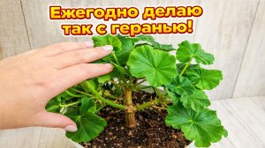 Сделай с ГЕРАНЬЮ ВЕСНОЙ ТАК, чтобы герань цвела все лето пышным шаром!