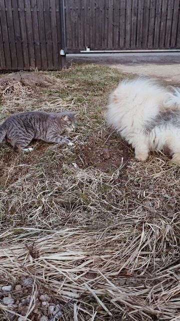 Они развлекались, как могли 😂 #шпиц #коте