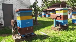 Моё двухкорпусное пчеловодство 2017 года