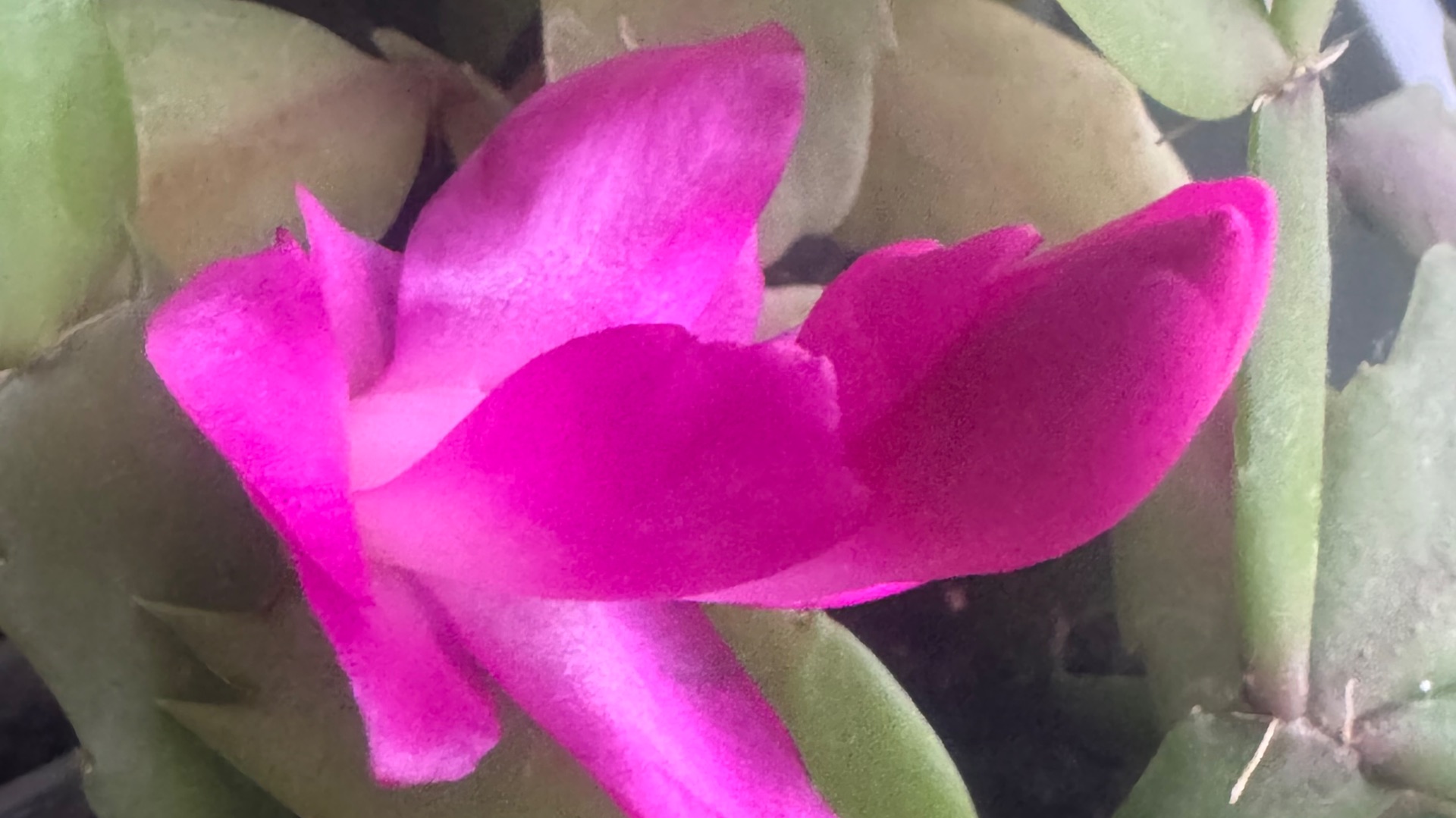 Р-т Бат-Шева Малка Альбац 