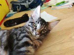 собираю мозаику