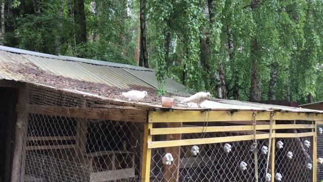 Белый Ангел и Анжела