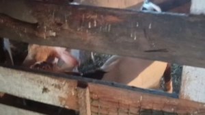 Окот у Козы/ Новости в хозяйстве/ Погода на Урале.