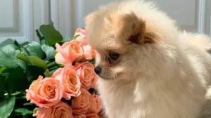 АСМР на балконе