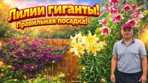 Лилии-гиганты правильная весенняя посадка Все тонкости шаг за шагом