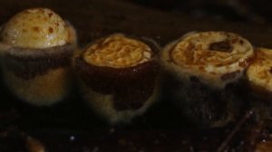 Как растут грибы. Гриб Птичье гнездо.