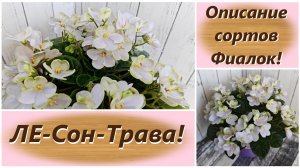 Описание сортов Фиалок! ЛЕ-Сон-Трава!