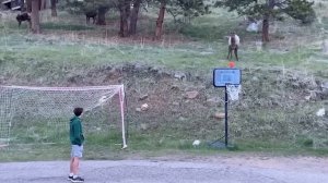 Глаза Не Верят, Но Эти Случаи С Животными Удалось Снять На Камеру