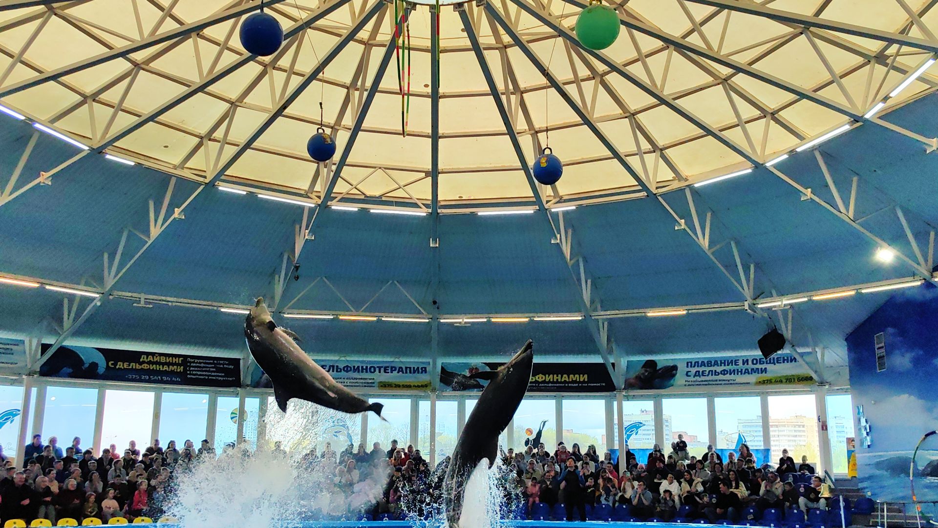 Дельфинарий Немо в Минске. Шоу дельфинов для всей семьи. Минск. Беларусь.