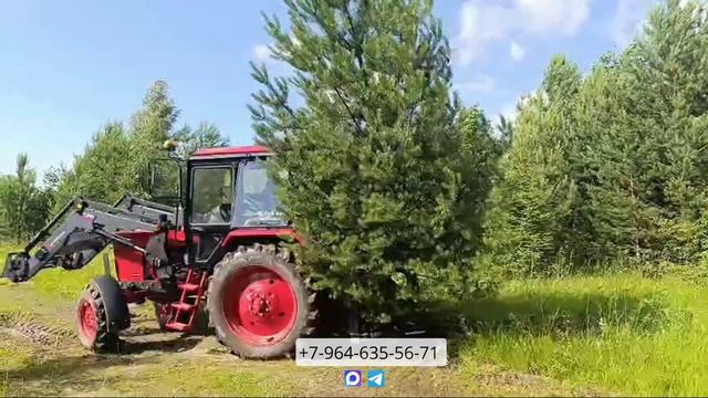 Работа корчевателя КГЧ-12 навеска на МТЗ-82 от Леспромресурс.