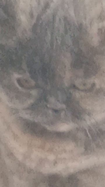 Там чипа😱😺