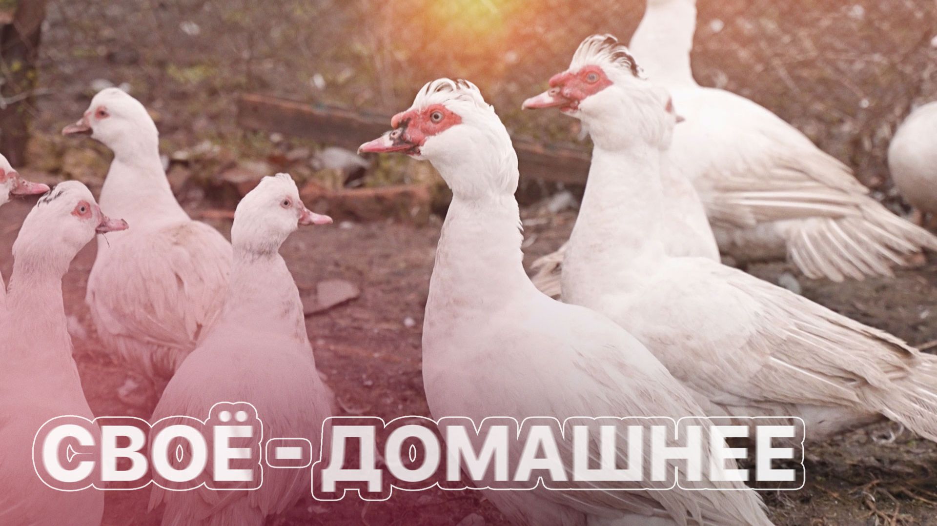 Сверхзадача личных подсобных хозяйств. ЗЕМЛЕХОД