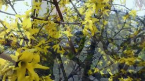 Весна-краса