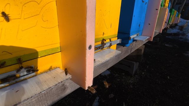 24 марта 2026 Выставка пчёл после зимовки