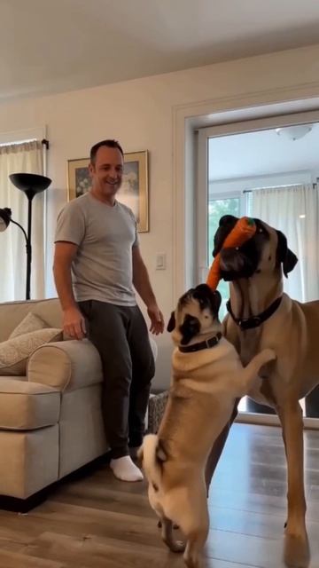 Битва за морковь 🐶