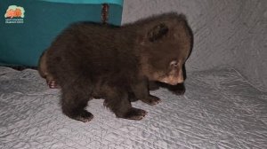👣 Смоленские медвежата: попытки встать на лапы