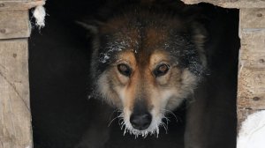 Бродячие собаки захватили города России: стаи держат в страхе целые районы