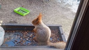 зеленушки прилетели