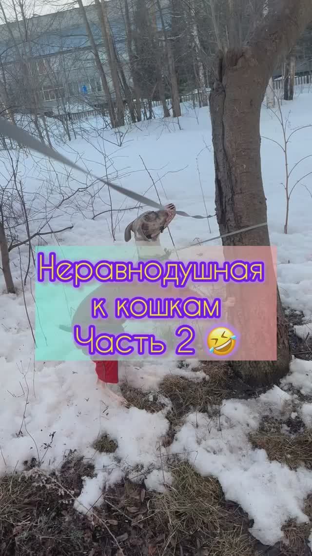 Юна. Неравнодушная к кошкам Часть 2 🐶