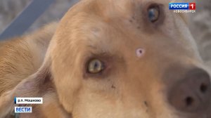 Бездомную собаку по кличке Бобрик расстрелял мужчина под Новосибирском