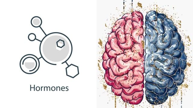 Как работают гормоны?