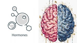 Как работают гормоны?