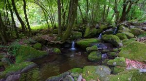 Лесная атмосфера, Звуки воды, Пение птиц, ASMR