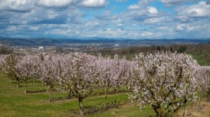 Бесчисленные абрикосовые сады зацвели в Баткенской области Кыргызстана
