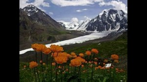 Горный Алтай, Цветы, Глюкофон и Птицы