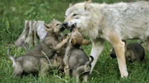 ВОЛЧИЦА стихи Ларисы Гавриковой читает Автор монтаж Д.Канунов