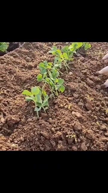 Как добиться богатого урожая