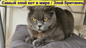 Самый злой кот в мире - злой Британец!