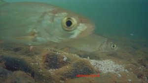 Рыбалка Охота в Тайге 2026 Подводные съемки рыбы ЕЛЕЦ Рудиковка 23 марта Сибирь Лесосибирск