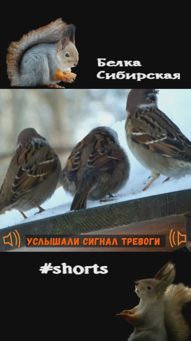 Воробьи взлетели по сигналу