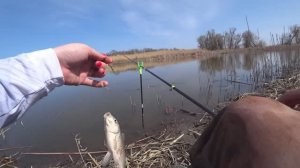 ЗАКИНУЛА ПОПЛАВОК,А ТУТ РЫБА КИШИТ! САЗАН,КАРАСЬ НА УДОЧКУ РЫБАЛКА ВЕСНОЙ